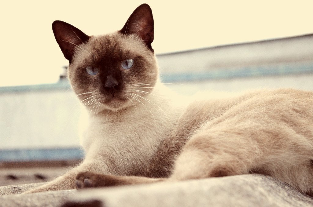 Sou lindo, bjs
