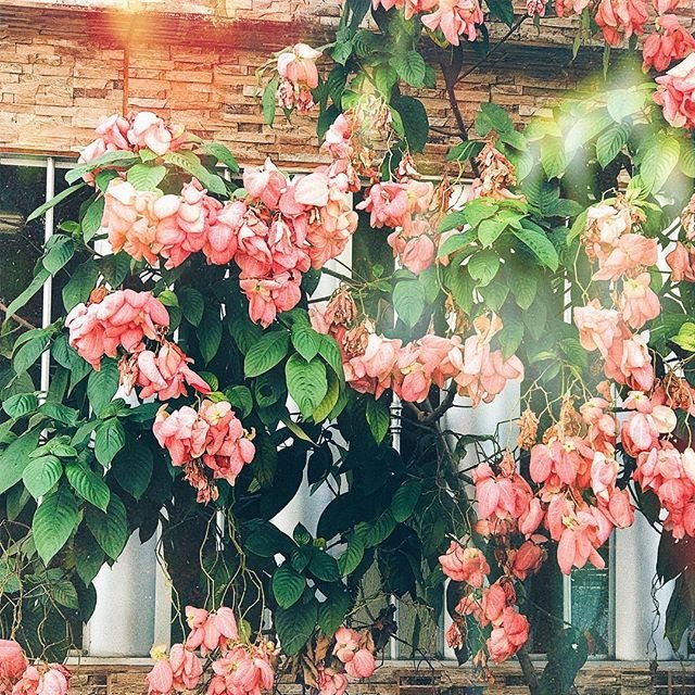 Aquelas florzinha que lembra a infância 🌸 quando tudo era tããão mais simples...